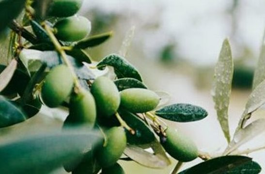 L’olive à travers les siècles